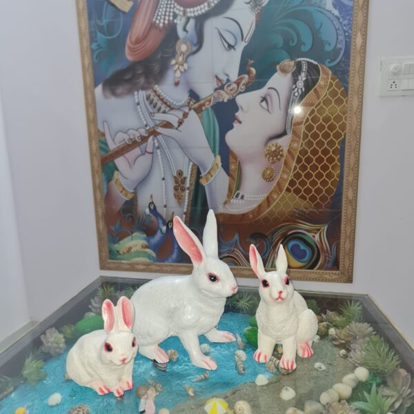 Rabbit Combo-3 Pcs
